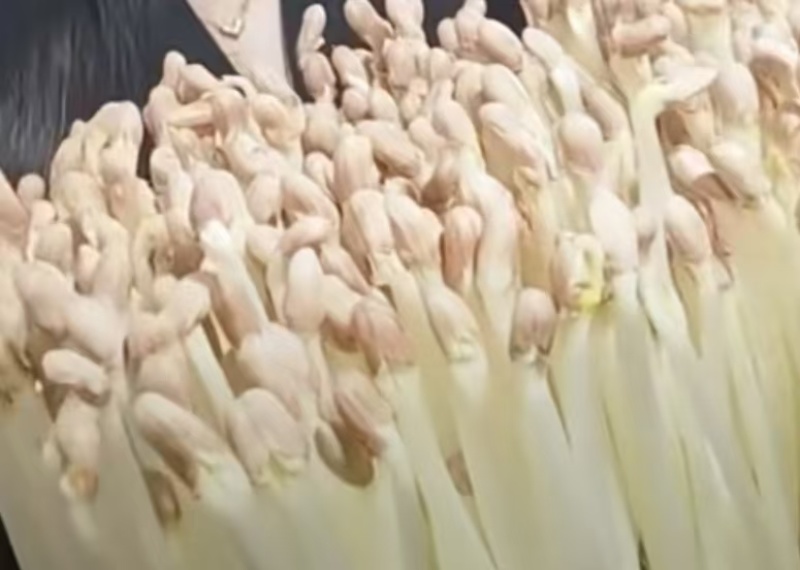 花生芽菜