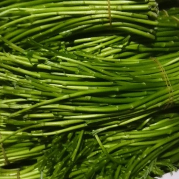 青杆黎蒿