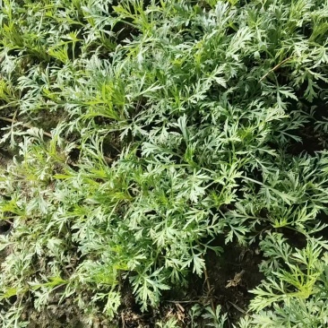 新鲜柳蒿芽