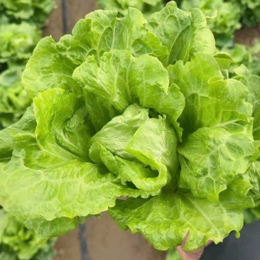 罗马生菜