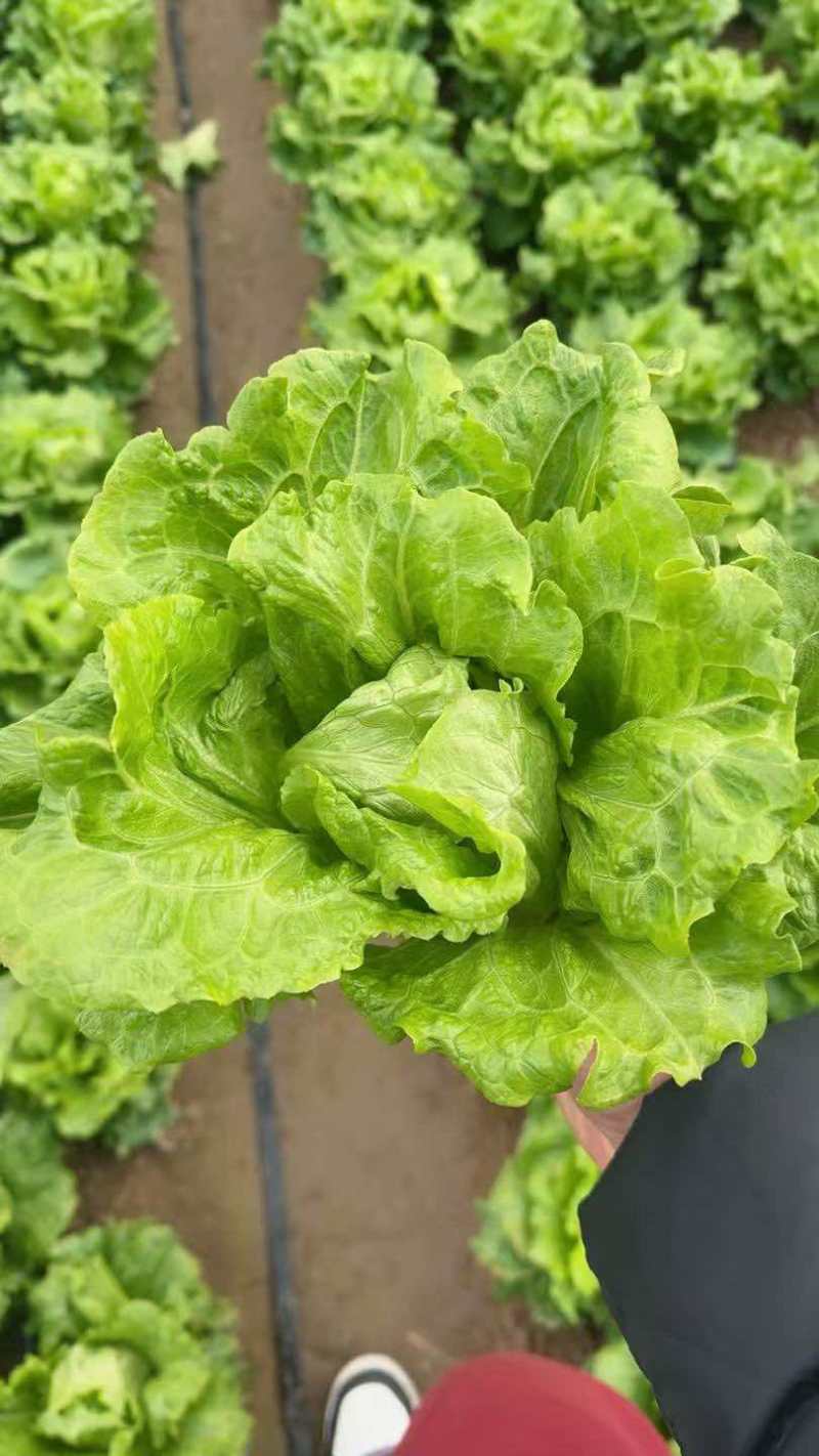 罗马生菜