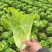 罗马生菜