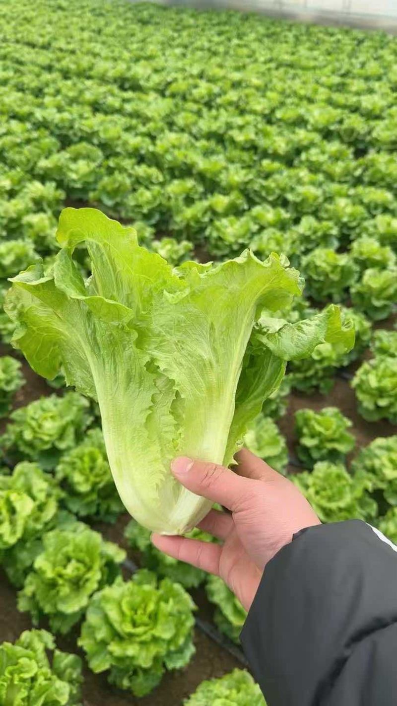 罗马生菜