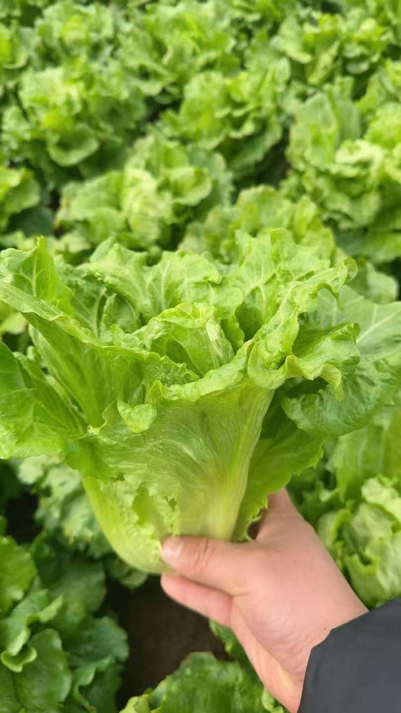 罗马生菜