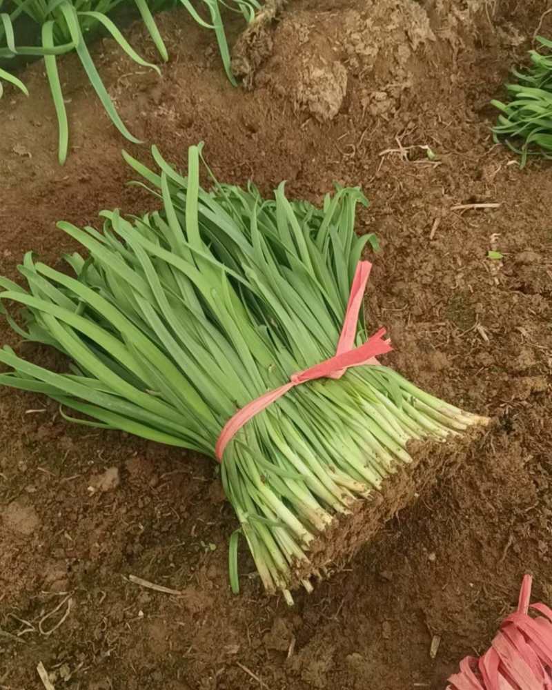韭菜