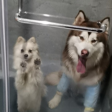 宠物狗