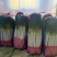 精品铁杆大葱去叶，网包葱白45以上