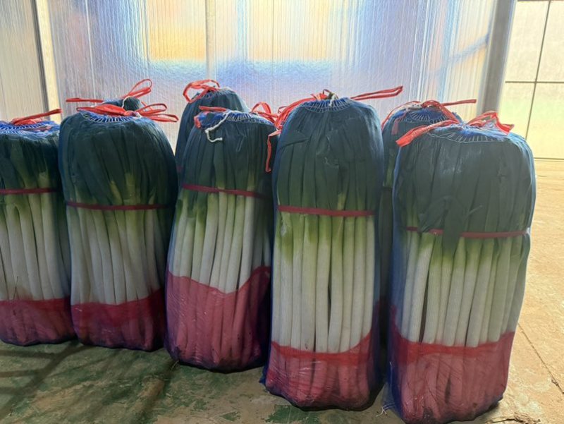 精品铁杆大葱去叶，网包葱白45以上