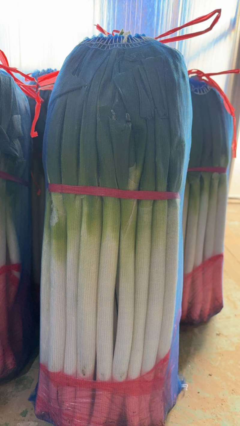 精品铁杆大葱去叶，网包葱白45以上