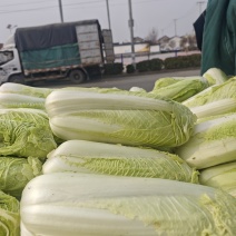 北京三号大白菜