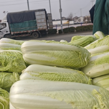 北京三号大白菜
