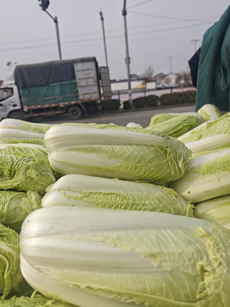北京三号大白菜