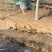 散养公鸡大鹅鸭子
