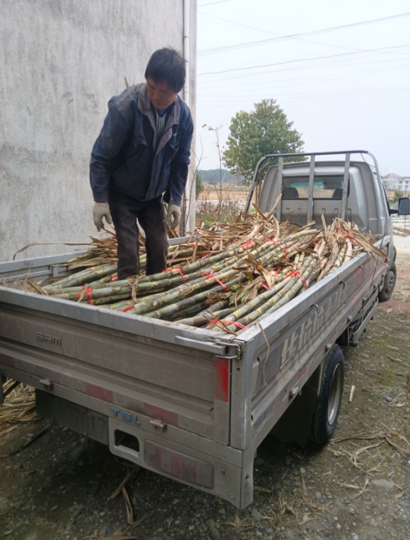 甘蔗大量批发需要赶紧联系全部是精品