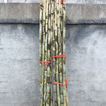 甘蔗大量批发需要赶紧联系全部是精品
