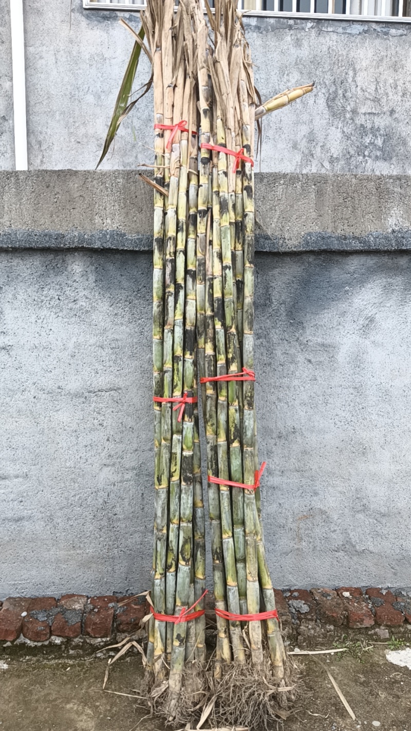 甘蔗大量批发需要赶紧联系全部是精品