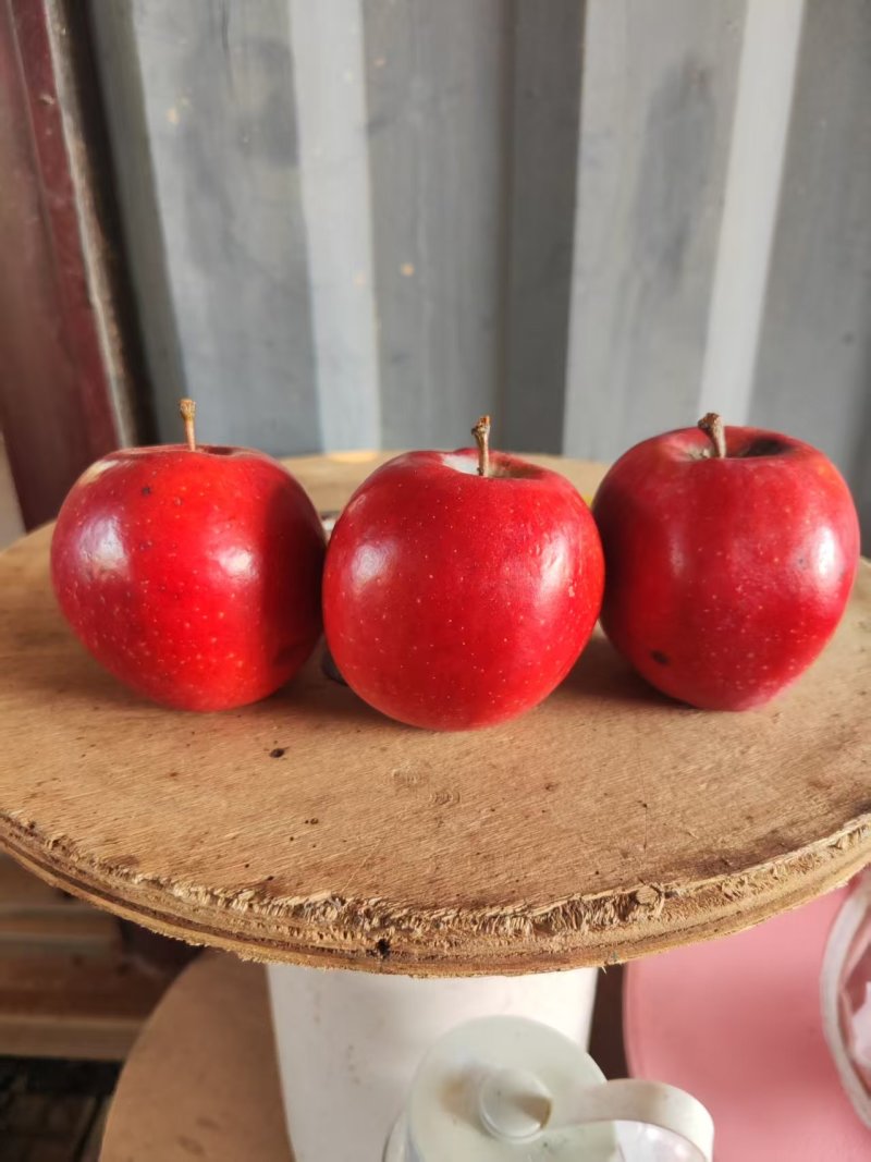 红肉苹果🍎红色之爱