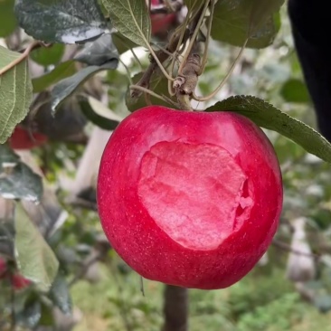 红肉苹果🍎红色之爱