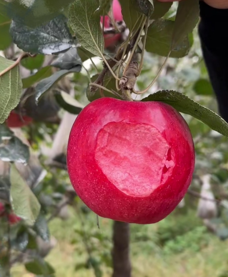 红肉苹果🍎红色之爱