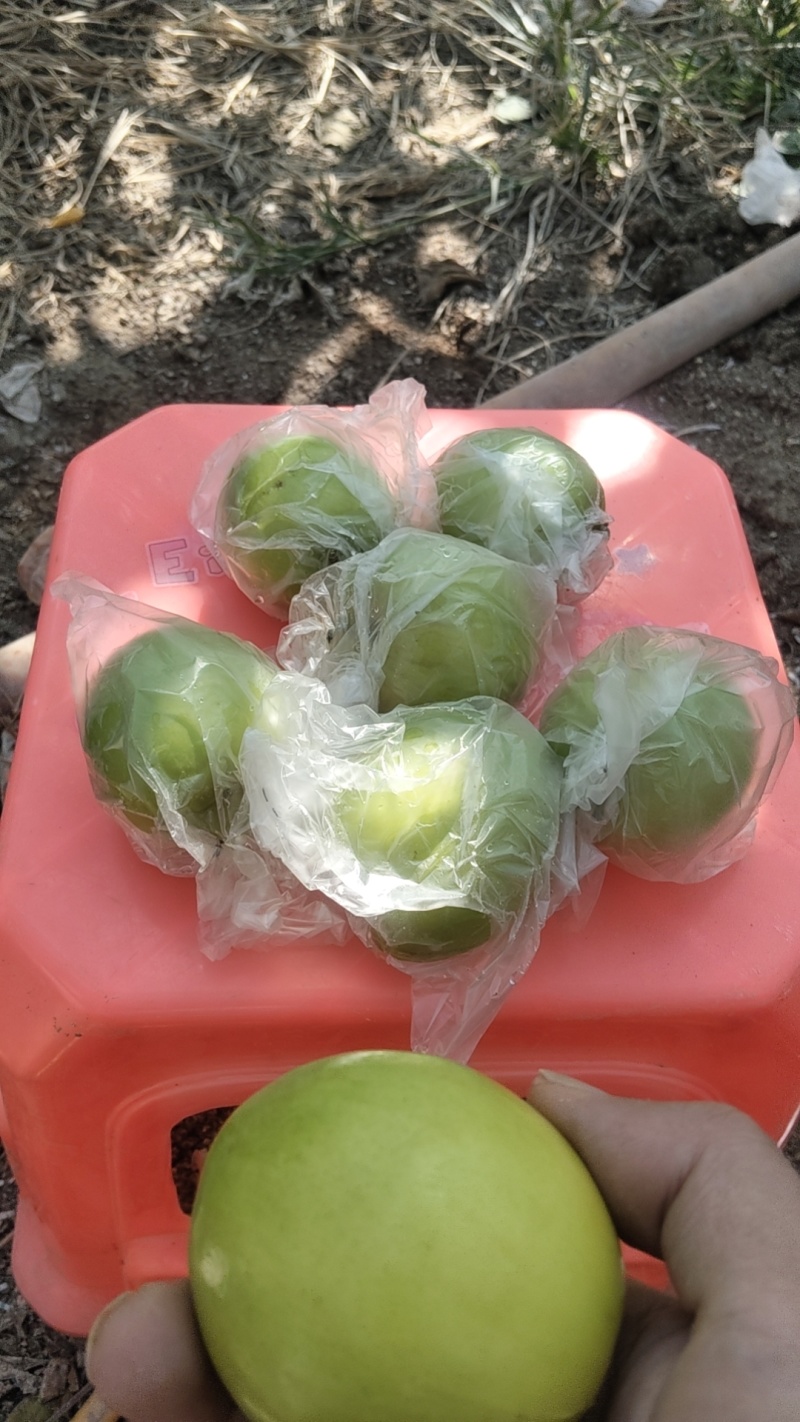 广东本地大青枣