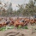 原生态散养土鸡蛋