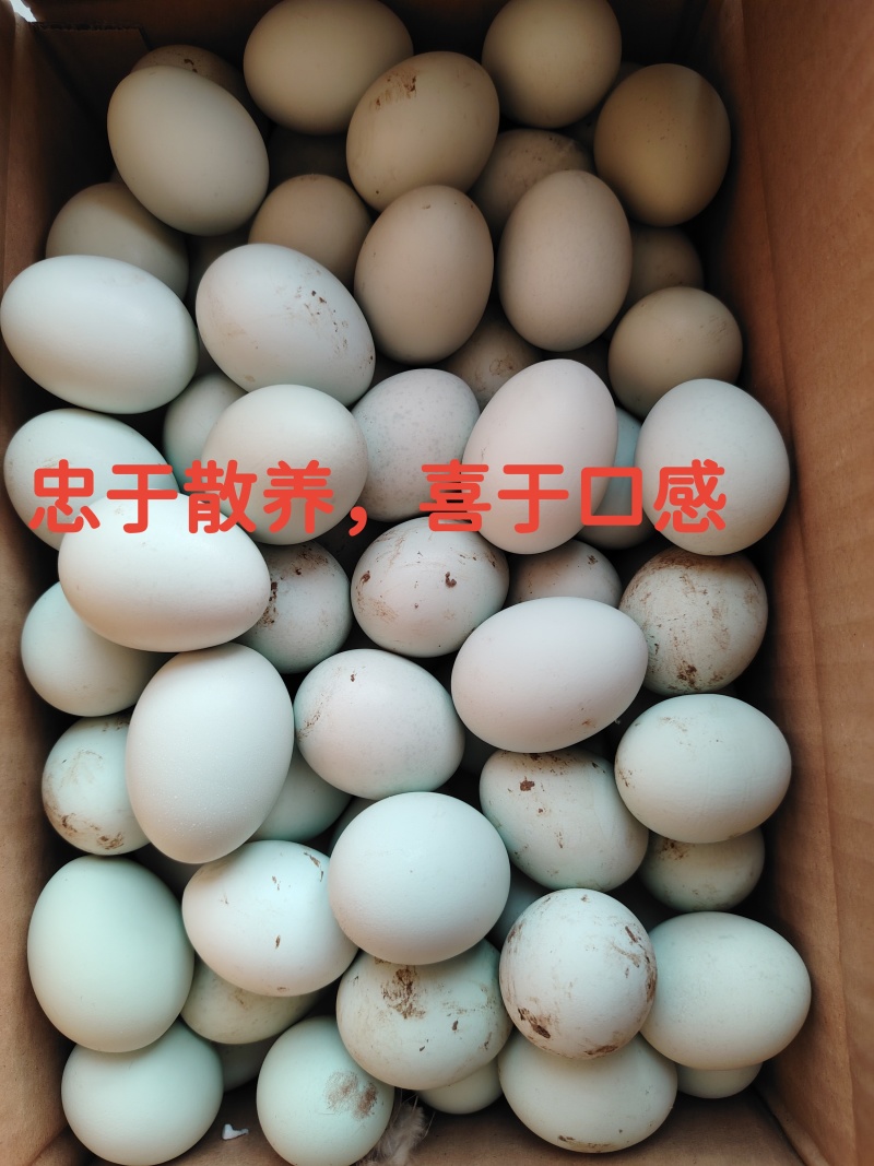 原生态散养土鸡蛋