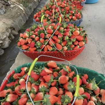 奶油草莓