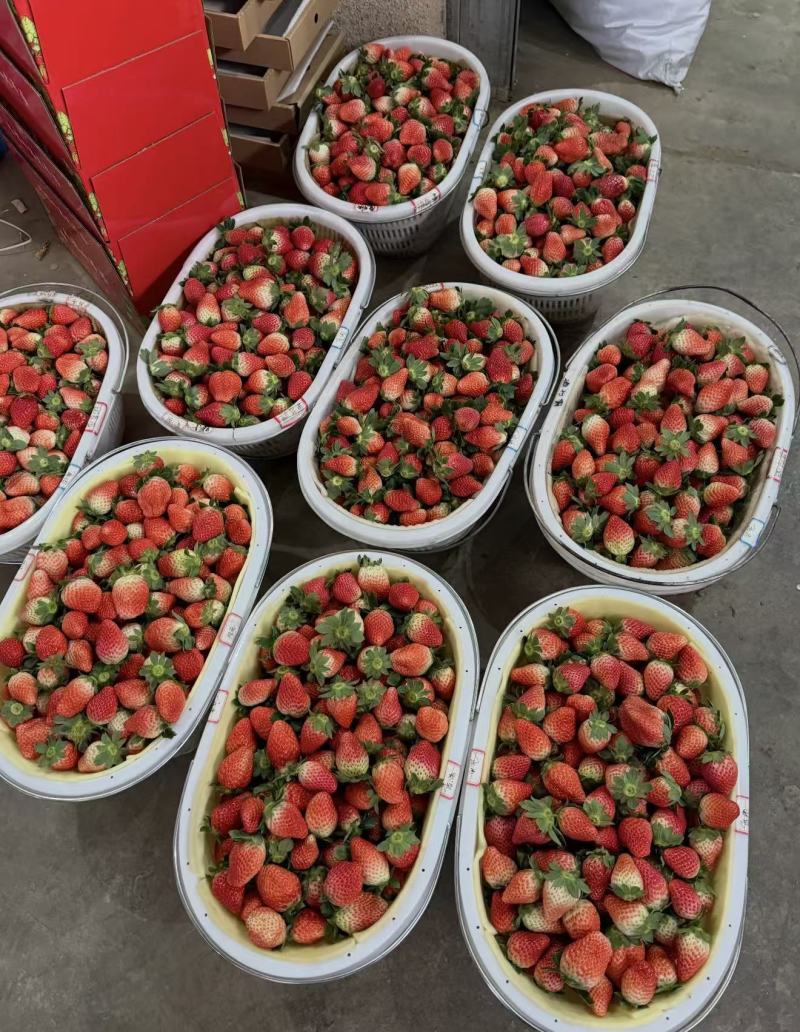 奶油草莓