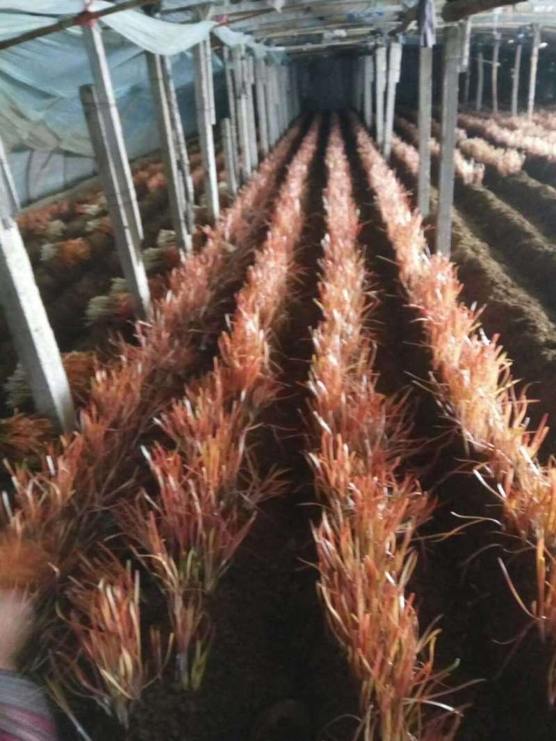 正宗大金勾红韭菜，自己种植，原产地。