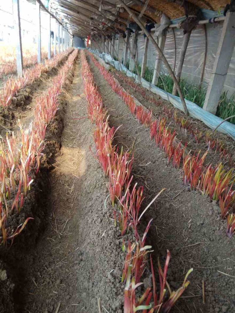 正宗大金勾红韭菜，自己种植，原产地。