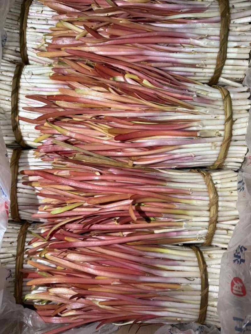正宗大金勾红韭菜，自己种植，原产地。