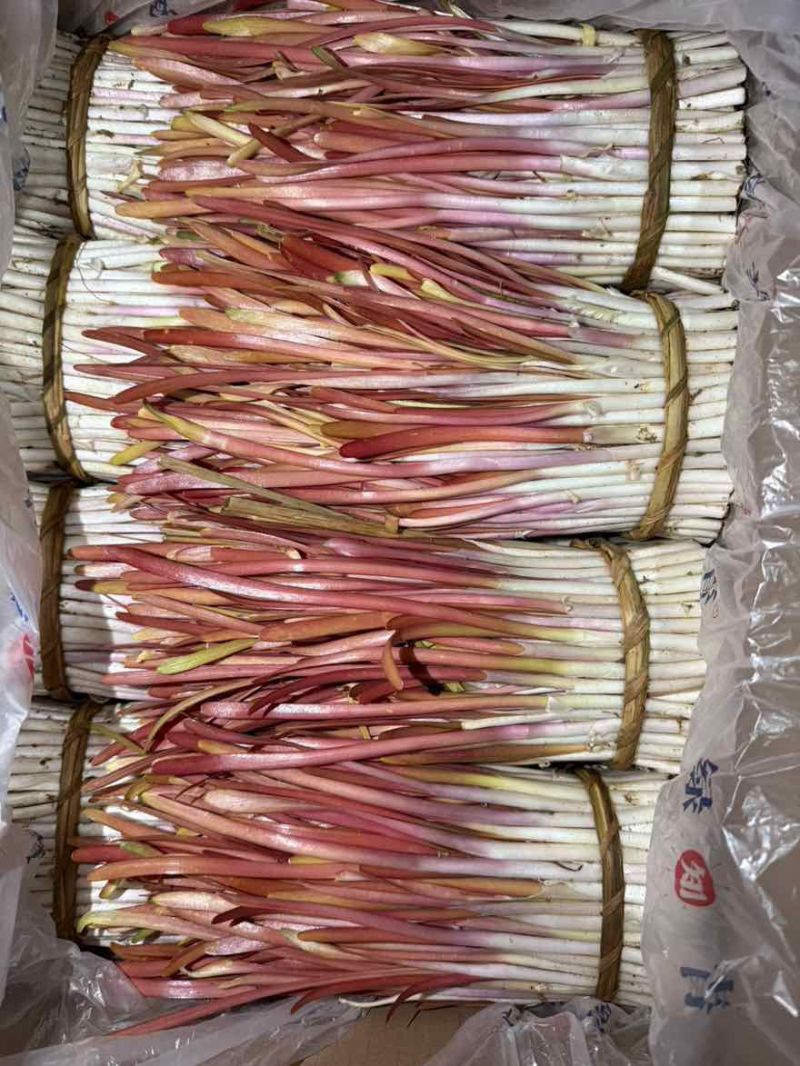 正宗大金勾红韭菜，自己种植，原产地。