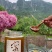 天然土蜂蜜