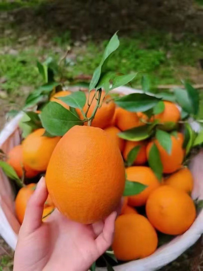 奉节脐橙自家种植假一赔万