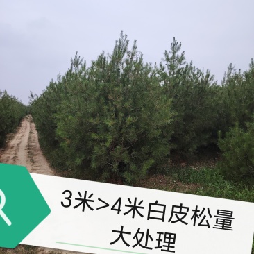 3米＞4米白皮松