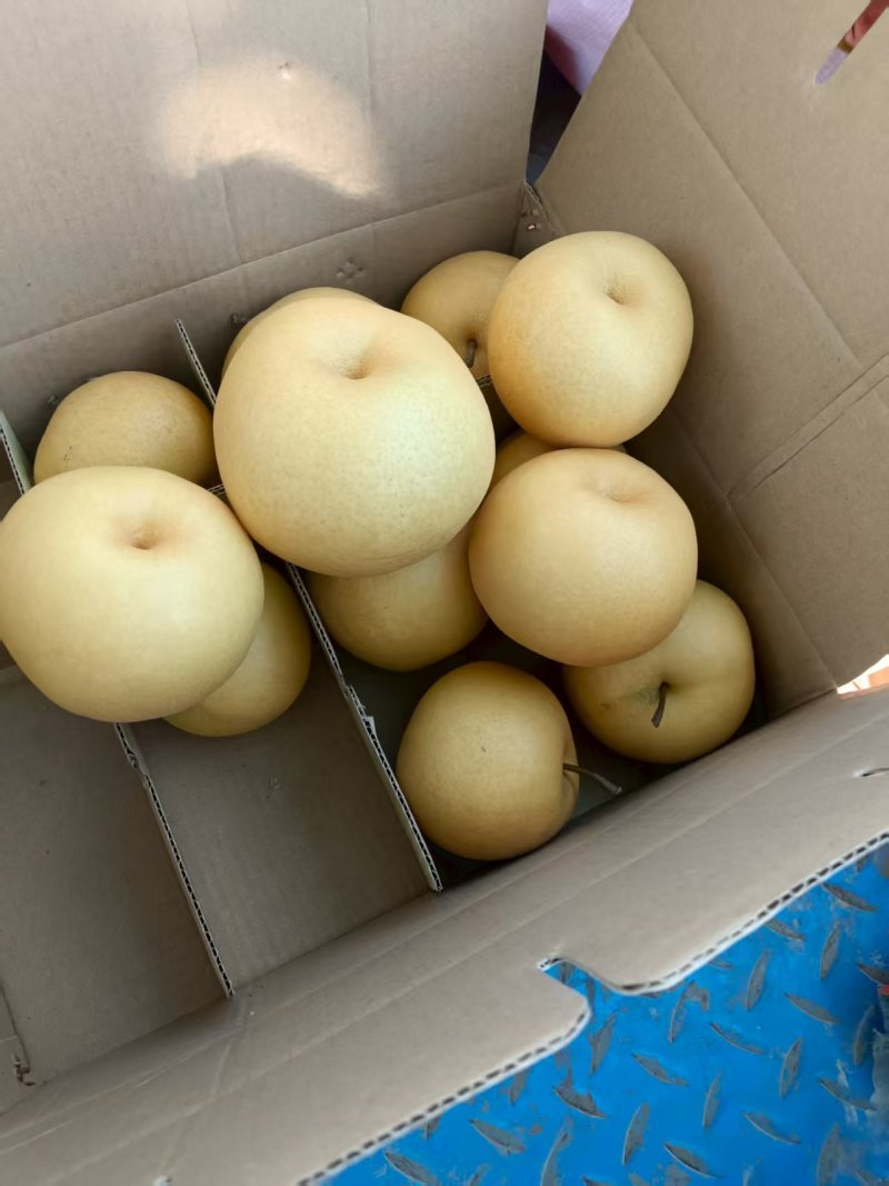 秋月梨