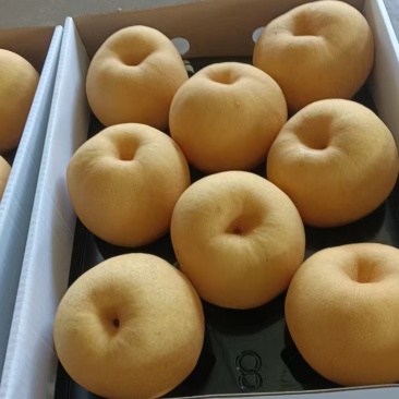 秋月梨