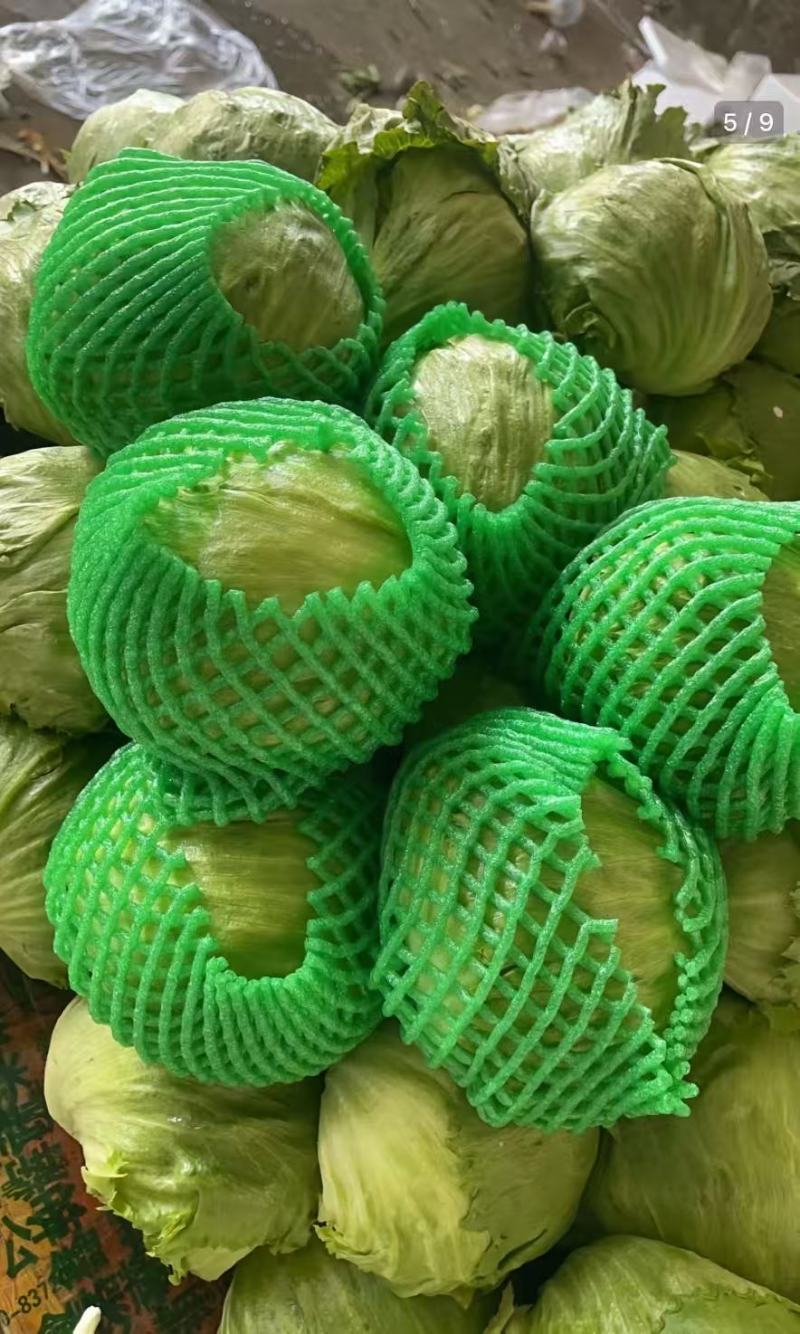 40w斤球生菜