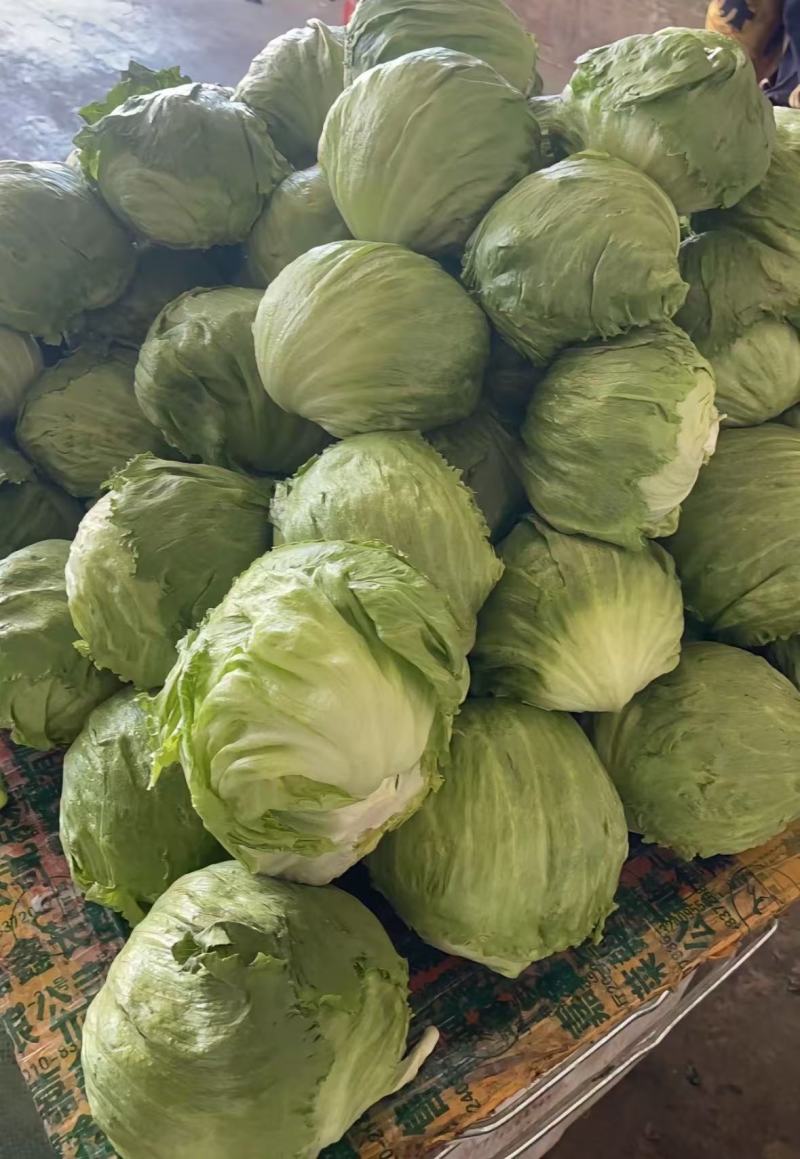 40w斤球生菜