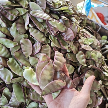 红扁豆油扁豆量大便宜，需要的老板来！