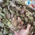 红扁豆油扁豆量大便宜，需要的老板来！