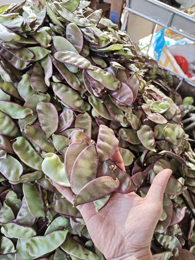 红扁豆油扁豆量大便宜，需要的老板来！