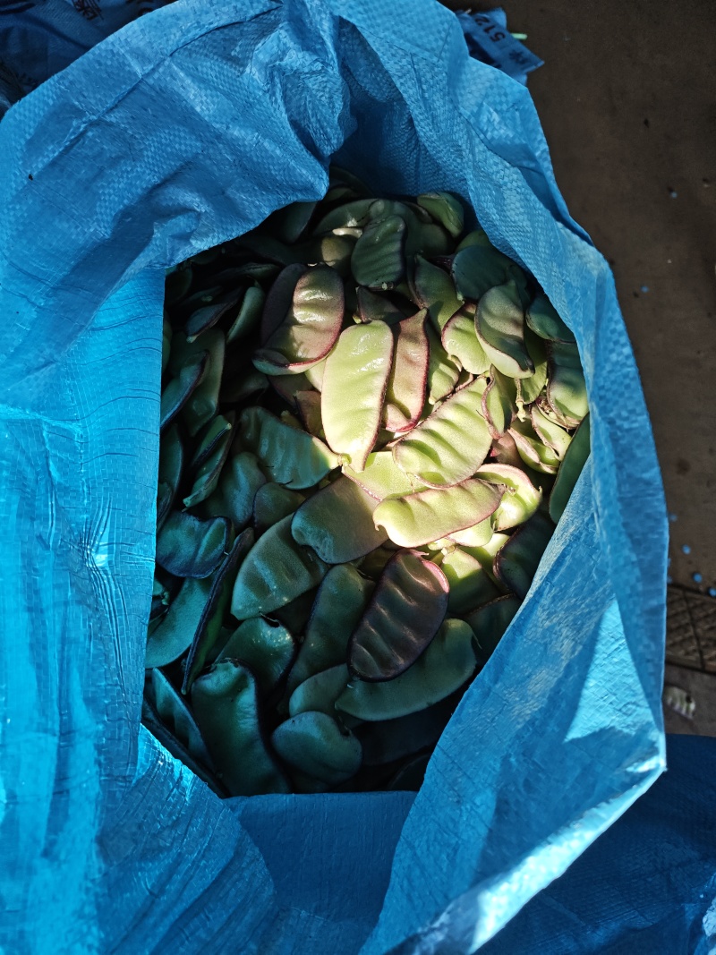 红扁豆油扁豆量大便宜，需要的老板来！