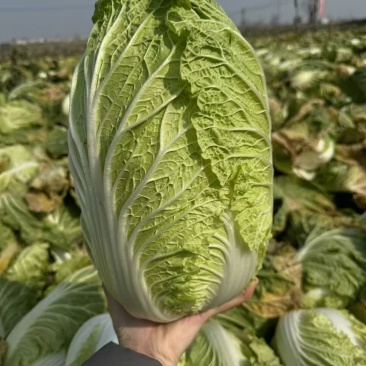 黄心大白菜