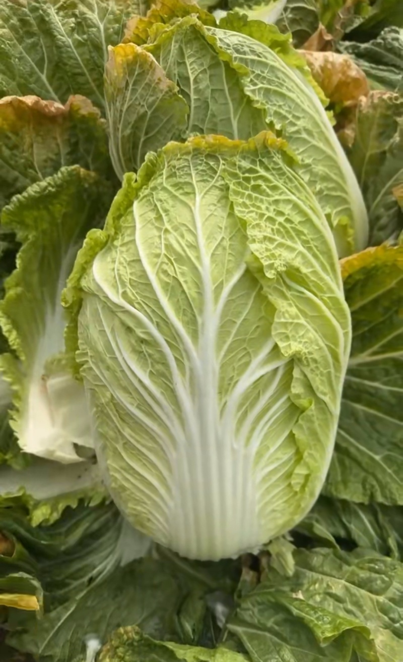 黄心大白菜