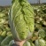 黄心大白菜
