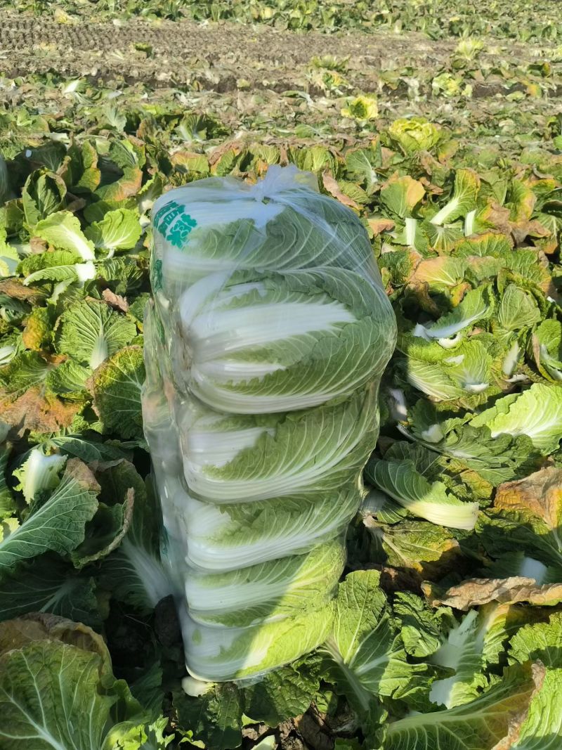 黄心大白菜