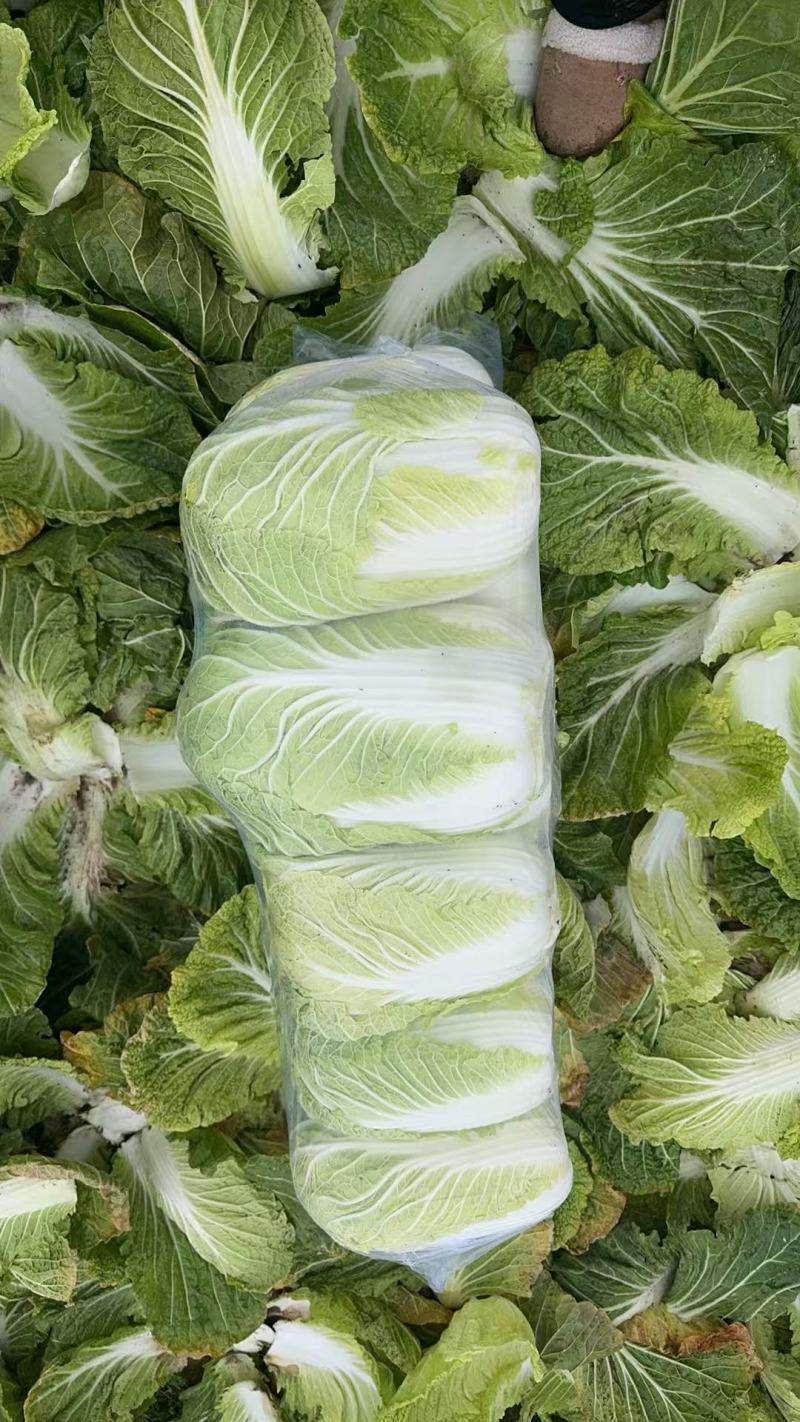 黄心大白菜