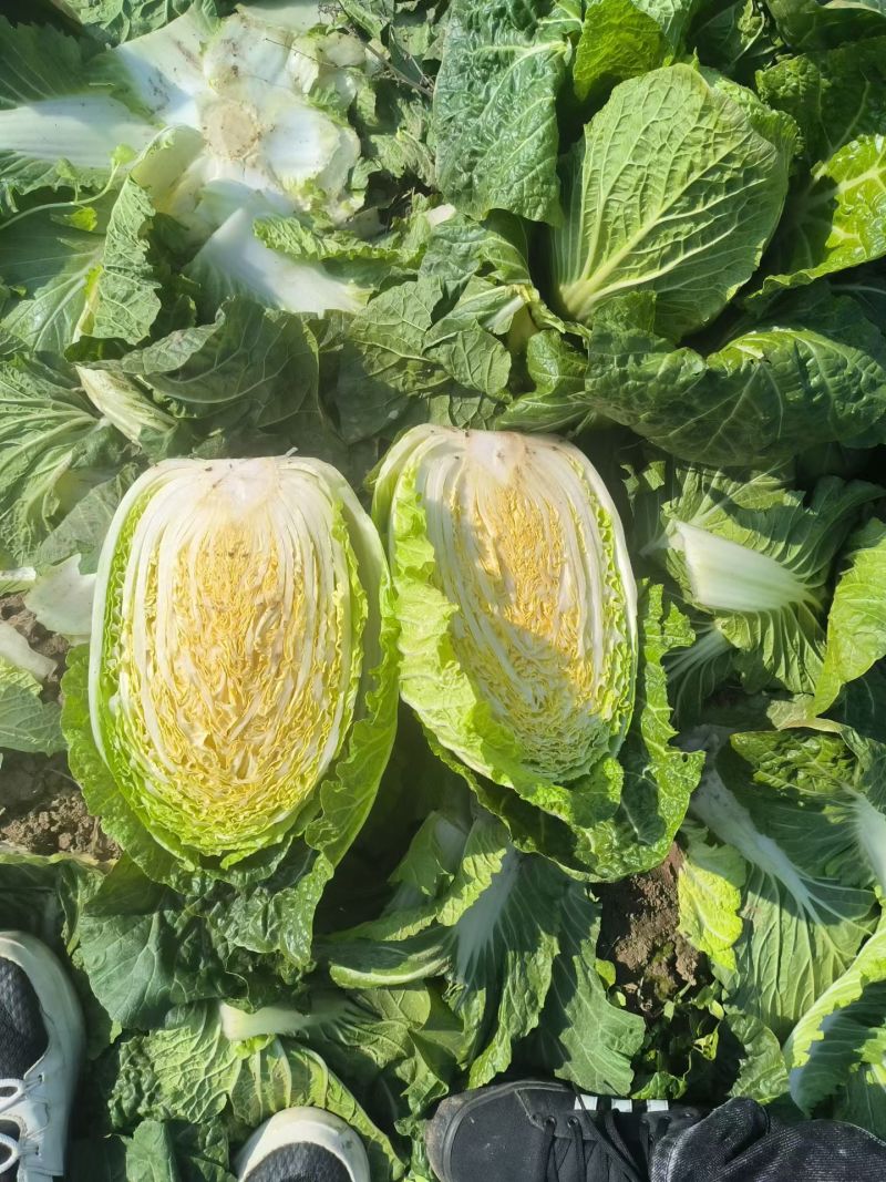 黄心大白菜