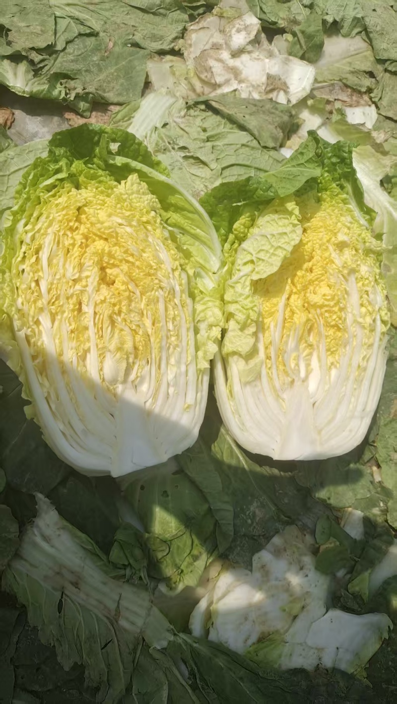 黄心大白菜